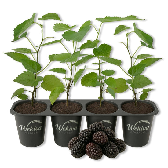 Mulberry Tree - 4 Live Starter Plants - Morus - Edible Fruit Tree for The Patio and Garden