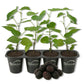 Mulberry Tree - 4 Live Starter Plants - Morus - Edible Fruit Tree for The Patio and Garden