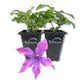Clematis Guiding Promise - Live Starter Plants in 2 Inch Growers Pots - Starter Plants Ready for The Garden - Rare Clematis for Collectors