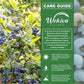 Blueberry Plant - 1 Live Starter Plant - Vaccinium - Edible Fruit Bearing Bush for The Patio and Garden