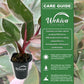 Pink Princess Philodendron and Soil Mix Combo - Live Plant in a 4 Inch Pot with 1 Quart HousePlant Soil Mix - Philodendron Erubescens ‘Pink Princess’ with Custom Soil Blend