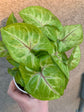 Syngonium Gold Allusion - 1 Live Plant in a 4 Inch Growers Pot - Syngonium - Beautiful Vibrant Colorful Foliage Indoor Houseplant