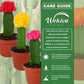 Puff Euphorbia Cactus - Live Starter Plants - Grafted Euphorbia Trigona - Colorful Architectural Crowned Cactus Succulent