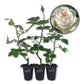 Iceberg Rose Bush - Live Starter Plants - Versatile and Beautiful Floribunda Rose Adds Color and Fragrance to Any Garden