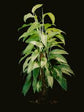 Mint Pluto Philodendron - 1 Live Plant in a 4 Inch Pot - Philodendron Pluto Mint - Extremely Rare Indoor Houseplant