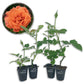 Westerland Rose Bush - Live Starter Plants - Beautiful Landscaping Shrub Rose - Vigorous Fragrant Apricot-Orange Blooms