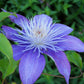 Clematis Crystal Fountain - Live Starter Plants in 2 Inch Growers Pots - Starter Plants Ready for The Garden - Rare Clematis for Collectors