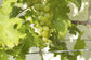 Grape Vine Plant - Live Plant in a 4 Inch Growers Pot - Variety is Grower&