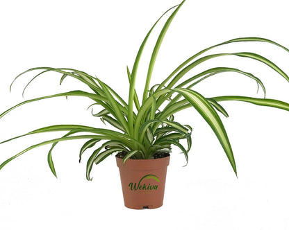 live spider plant Enchanting Spider Plant - Live Starter Plants in 2 Inch Pots