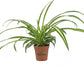Enchanting Spider Plant - Live Starter Plants in 2 Inch Pots - Chlorophytum Comosum - Nature&