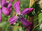 Clematis Sweet Summer Love - Live Starter Plants in 2 Inch Growers Pots - Starter Plants Ready for The Garden - Rare Clematis for Collectors
