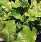 Crocodile Fern - Live Plants in 4 Inch Grower&
