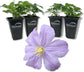 Clematis Prince Charles - Live Starter Plants in 2 Inch Growers Pots - Starter Plants Ready for The Garden - Rare Clematis for Collectors