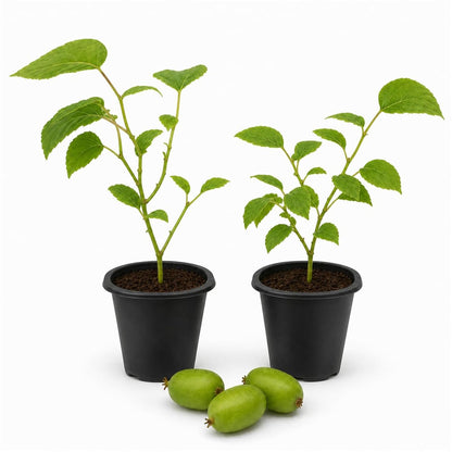 Prolific Kiwi Plant - Live Starter Plants - Actinidia Arguta