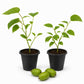 Prolific Kiwi Plant - Live Starter Plants - Actinidia Arguta