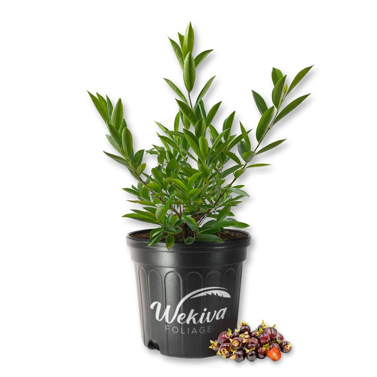 Cherry of The Rio Grande Tree - Live Plant in a 3 Gallon Growers Pot - Eugenia Involucrata - Beautiful Edible Fruit Bearing Tree for Patio and Garden