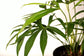 Fingers Anthurium - Live Starter Plants - Anthurium Pedatoradiatum - Striking Compact Houseplant