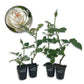 Iceberg Rose Bush - Live Starter Plants - Versatile and Beautiful Floribunda Rose Adds Color and Fragrance to Any Garden