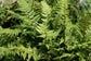 Korean Rock Fern - Live Plants in 4 Inch Grower&