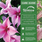 Clematis Duchess of Albany - Live Starter Plants in 2 Inch Growers Pots - Starter Plants Ready for The Garden - Rare Clematis for Collectors