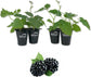 Blackberry Plant - 4 Live Starter Plants - Rubus - Fruit Trees for The Patio and Garden