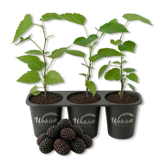 Mulberry Tree - 3 Live Starter Plants - Morus - Edible Fruit Tree for The Patio and Garden