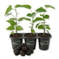 Mulberry Tree - 3 Live Starter Plants - Morus - Edible Fruit Tree for The Patio and Garden