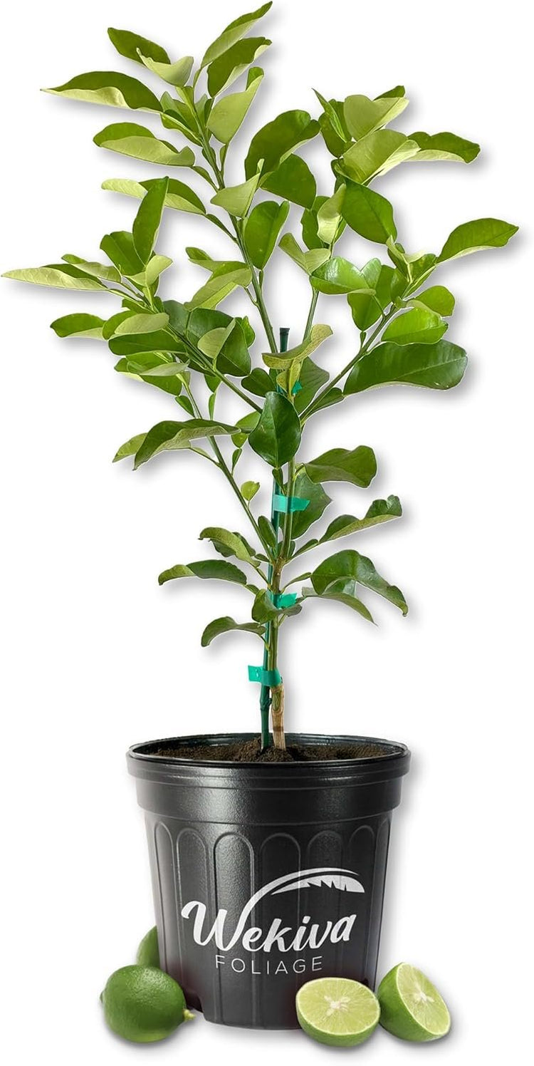 key lime potted plant Key Lime Tree - Live Plants in 2 Gallon Pots - Florida Only