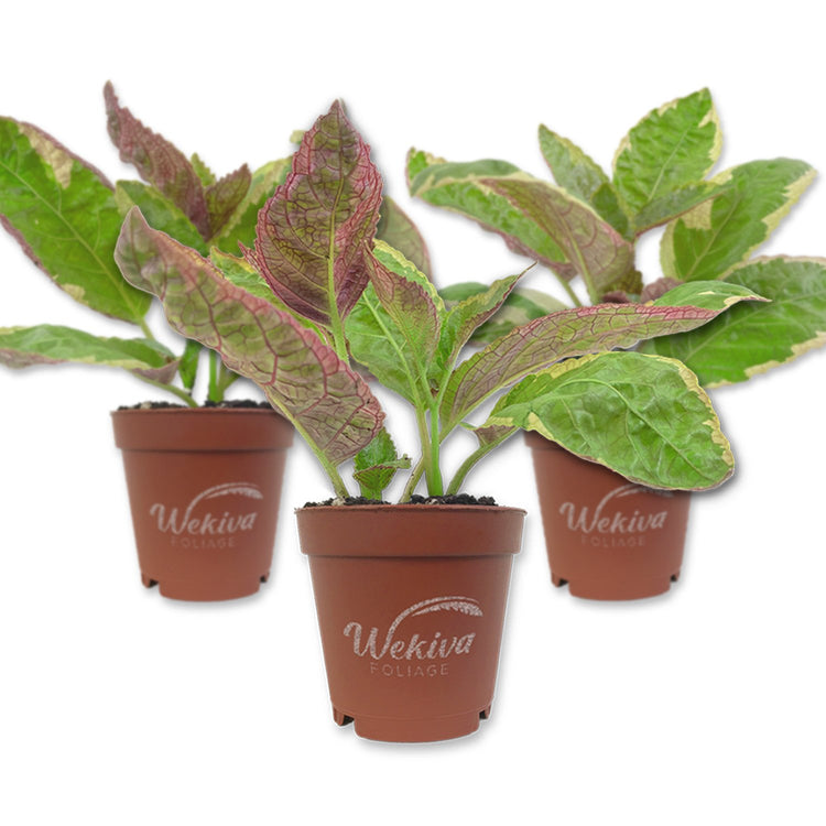 indoor waffle plant Snow White Waffle Plant - Live Starter Plants in 2 Inch Growers Pots