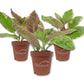 Snow White Waffle Plant - Live Starter Plants in 2 Inch Growers Pots - Hemigraphis Alternata &