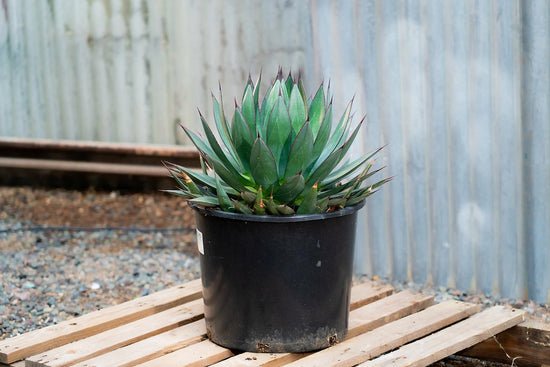 Blue Glow Agave - Live Starter Plants - Agave Attenuata x Ocahui - Compact Decorative Slow Growing Succulent