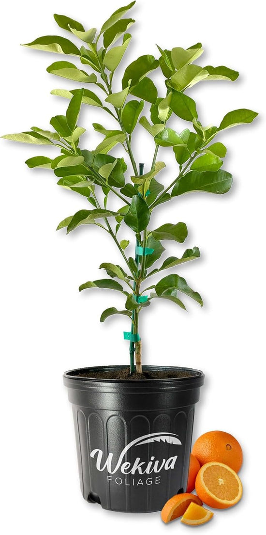 Navel Orange Tree - Live Plants in 2 Gallon Pots - Florida Only - Fruit Bearing Citrus for Patio and Garden