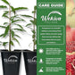 Pomegranate Tree - 4 Live Starter Plants - Edible Fruit Bearing Tree for The Patio and Garden