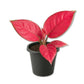 Aglaonema Lucky Red - Live Starter Plants - Aglaonema - Bold Beautiful Colorful Foliage Indoor Houseplant