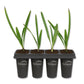 Green Saw Palmetto - Live Starter Plants - Serenoa Repens ‘Green’ - Native Ornamental Palms from Florida