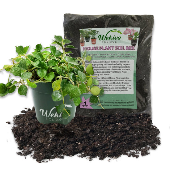 Hoya Curtisii Soil Mix Combo - Live Plant in a 4 Inch Pot with 1 Quart HousePlant Soil Mix - Hoya Carnosa &