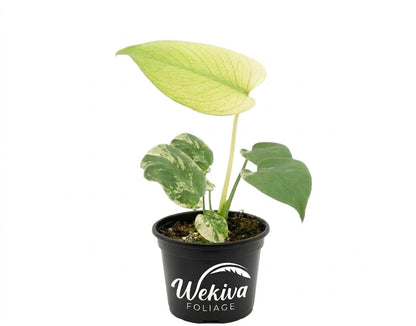 Monstera Mint - 1 Live Plant in a 4 Inch Pot - Monstera Deliciosa - Beautiful Elegant Trailing Lush Patio Plant
