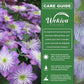 Clematis Crystal Fountain - Live Starter Plants in 2 Inch Growers Pots - Starter Plants Ready for The Garden - Rare Clematis for Collectors