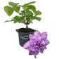 Clematis Proteus - Live Starter Plants in 2 Inch Growers Pots - Starter Plants Ready for The Garden - Beautiful Lilac Flowering Vine