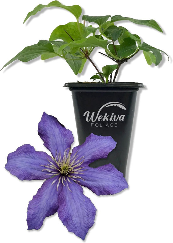 Clematis Rhapsody - Live Starter Plants in 2 Inch Growers Pots - Starter Plants Ready for The Garden - Rare Clematis for Collectors