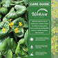 Tractor Seat Plant - Live Starter Plants - Farfugium Japonicum - Exotic Indoor Outdoor Broad Leaf Foliage