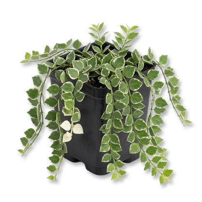 Million Hearts Plant - Single - 3 Inch Pot - Dischidia Ruscifolia