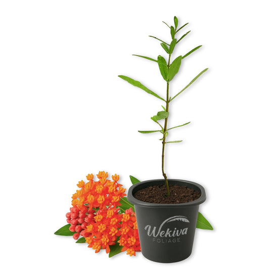 Milkweed Plant - 1 Live Starter Plant - Asclepias - Perennial Florida-Native Wildflower Evergreen