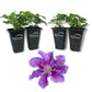 Clematis Baroness Fookes - Live Starter Plants - Beautiful Multi Colored Striped Lavender Flowering Vine