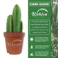 Fairy Castle Cactus - Live Starter Plants - Cereus Tetragonus - Beautiful Indoor Outdoor Cacti Succulent Houseplant