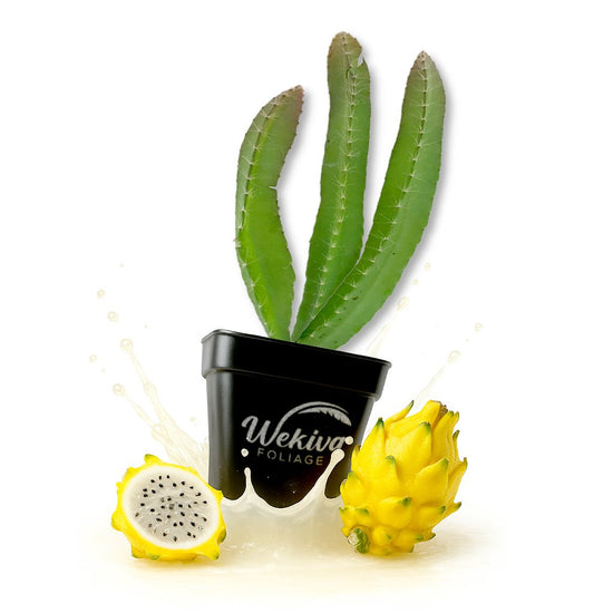 Yellow Dragon Fruit - Live Plants in 3 Inch Growers Pots - Selenicereus Megalanthus - Tropical Fruiting Cactus Succulent for Your Edible Garden