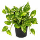 Hawaiian Pothos - 1 Live Plant in a 6 Inch Growers Pot - Epipremnum Aureum - Colorful Bold Lush Vining Houseplant