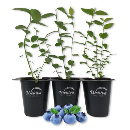Blueberry Plant - 3 Live Starter Plants - Vaccinium - Edible Fruit Bearing Bush for The Patio and Garden