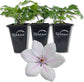 Clematis John Paul II - Live Starter Plants in 2 Inch Growers Pots - Starter Plants Ready for The Garden - Beautiful White and Pink Flowering Vine