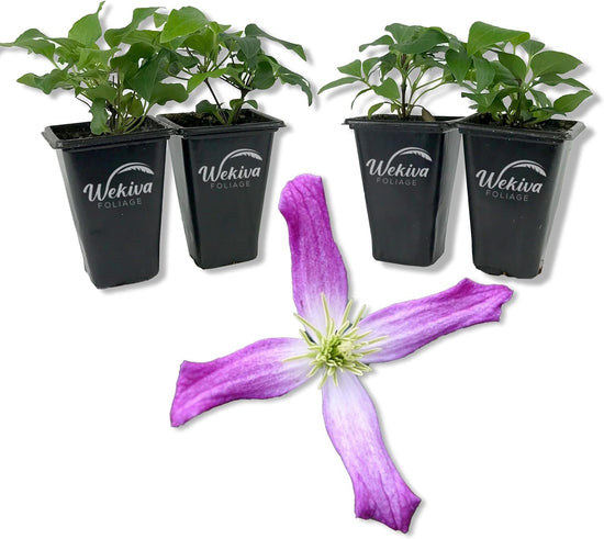 Clematis Triternata Rubromarginata - Live Starter Plants in 2 Inch Growers Pots - Starter Plants Ready for The Garden - Rare Clematis for Collectors